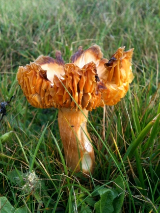 Rainy Day Field Mushrooms ...